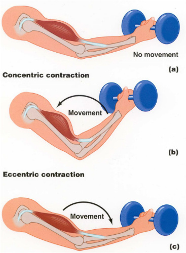 Muscle Contraction