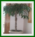 Ficus Alii