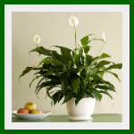peace_lily_edited